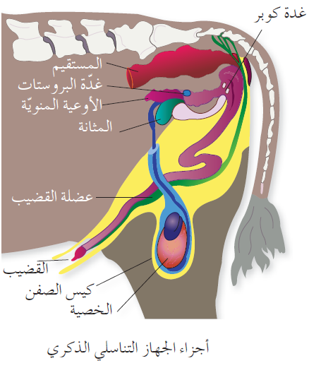 أجزاء الجهاز التناسلي الذكري للأبقار والأغنام 